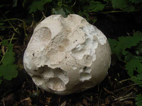 Imagem de Calvatia gigantea (Batsch) Lloyd 1904