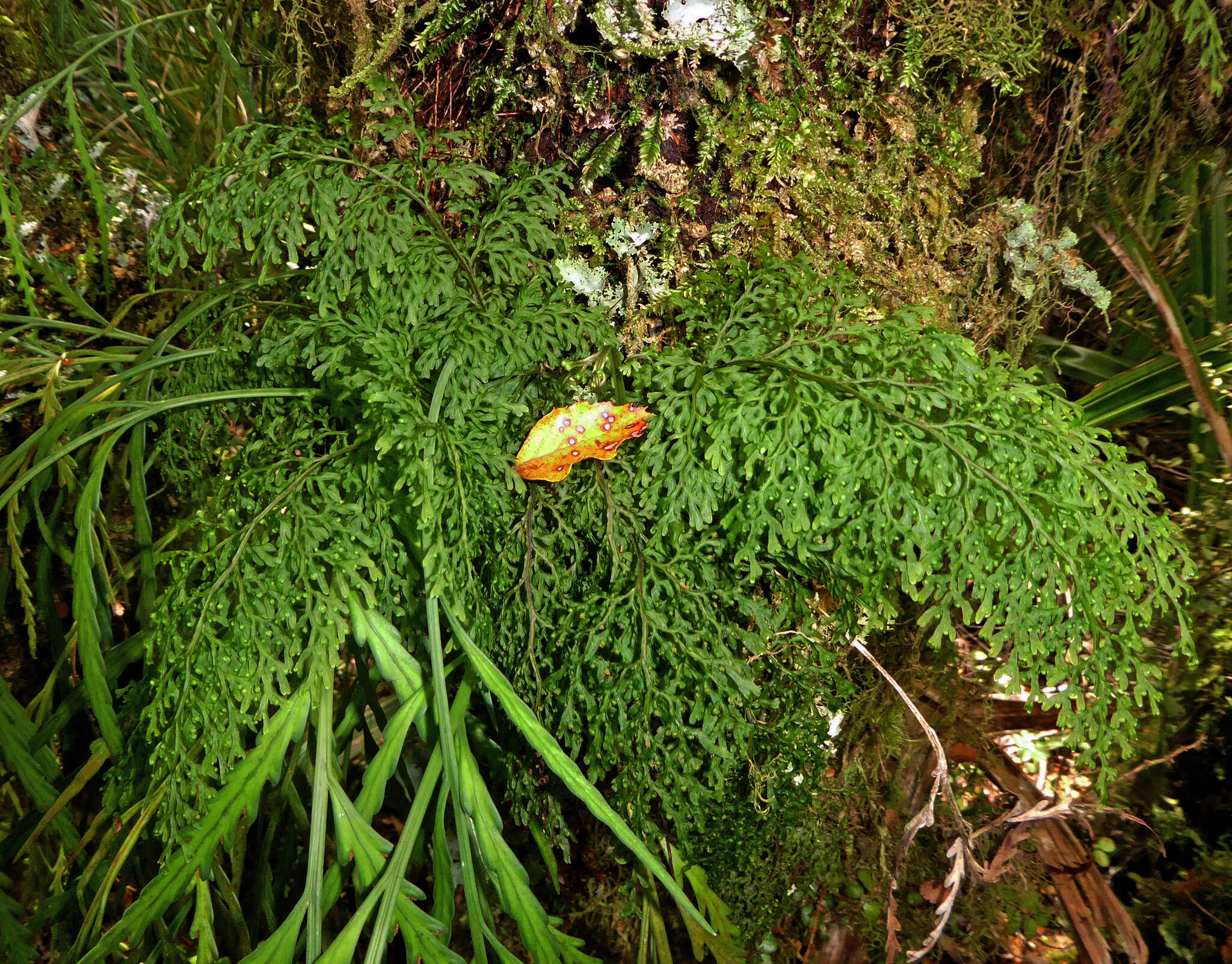 Image of Hymenophyllum pulcherrimum Col.