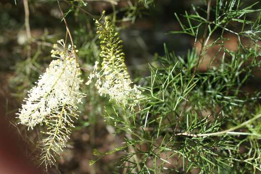 Image of Grevillea leptopoda Mc Gill.