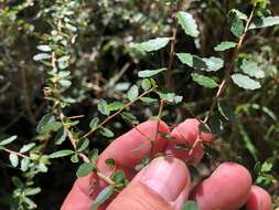 Imagem de Acalypha capillipes Müll. Arg.