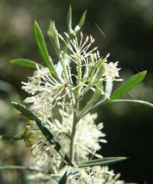 Image of Silky-oak