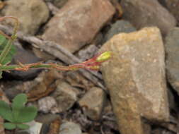 Image of Oxalis atacamensis K. Reiche