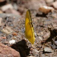 Eurema brigitta (Stoll (1780)) resmi