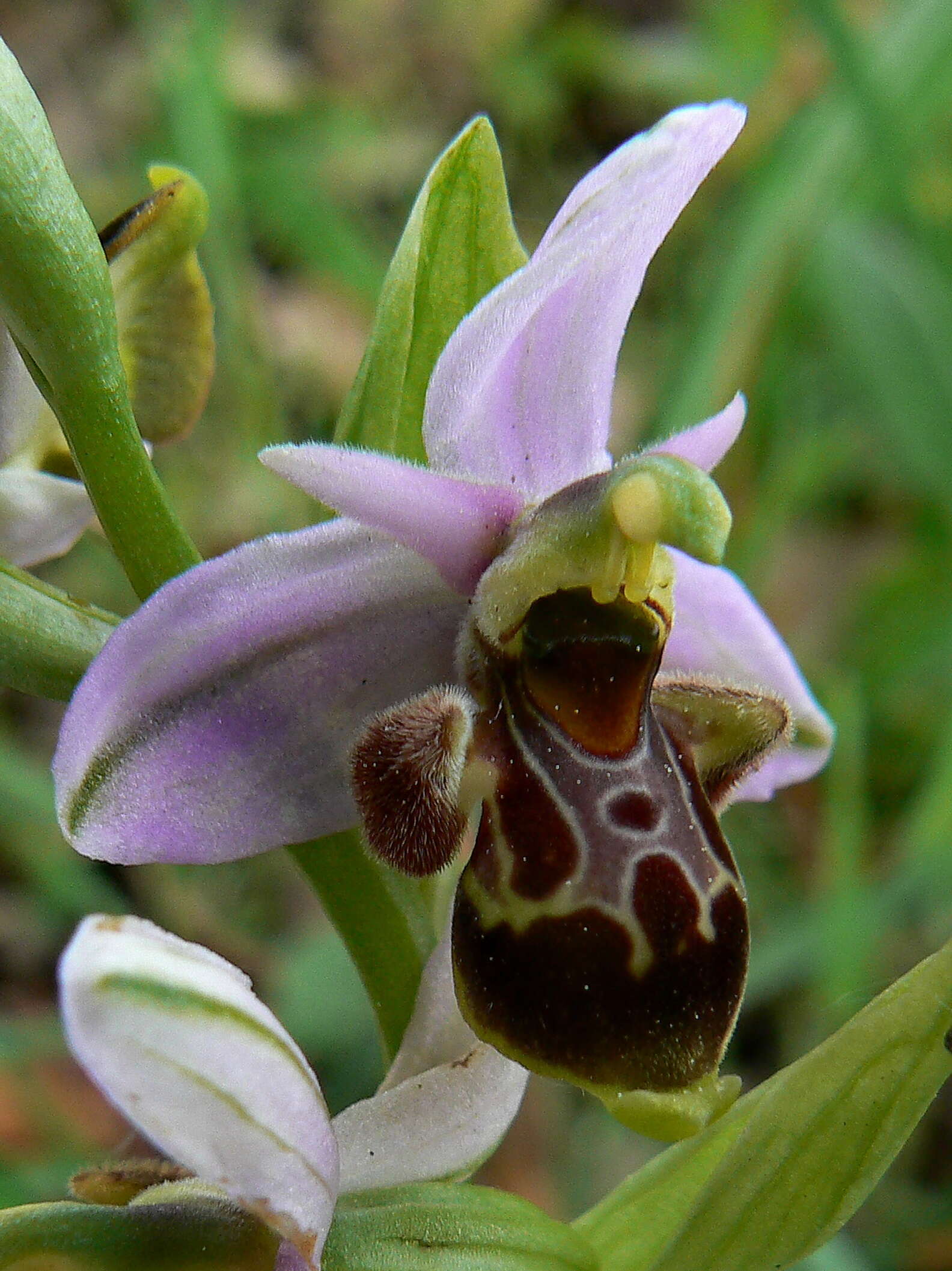 Image of ophrys