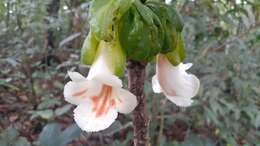 Image of Drymonia macrantha (Donn. Sm.) D. N. Gibson