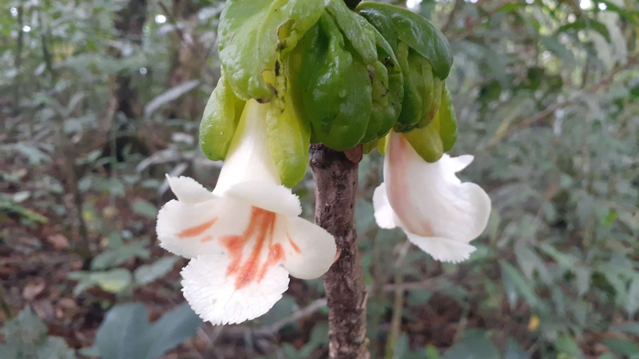 Image of Drymonia macrantha (Donn. Sm.) D. N. Gibson