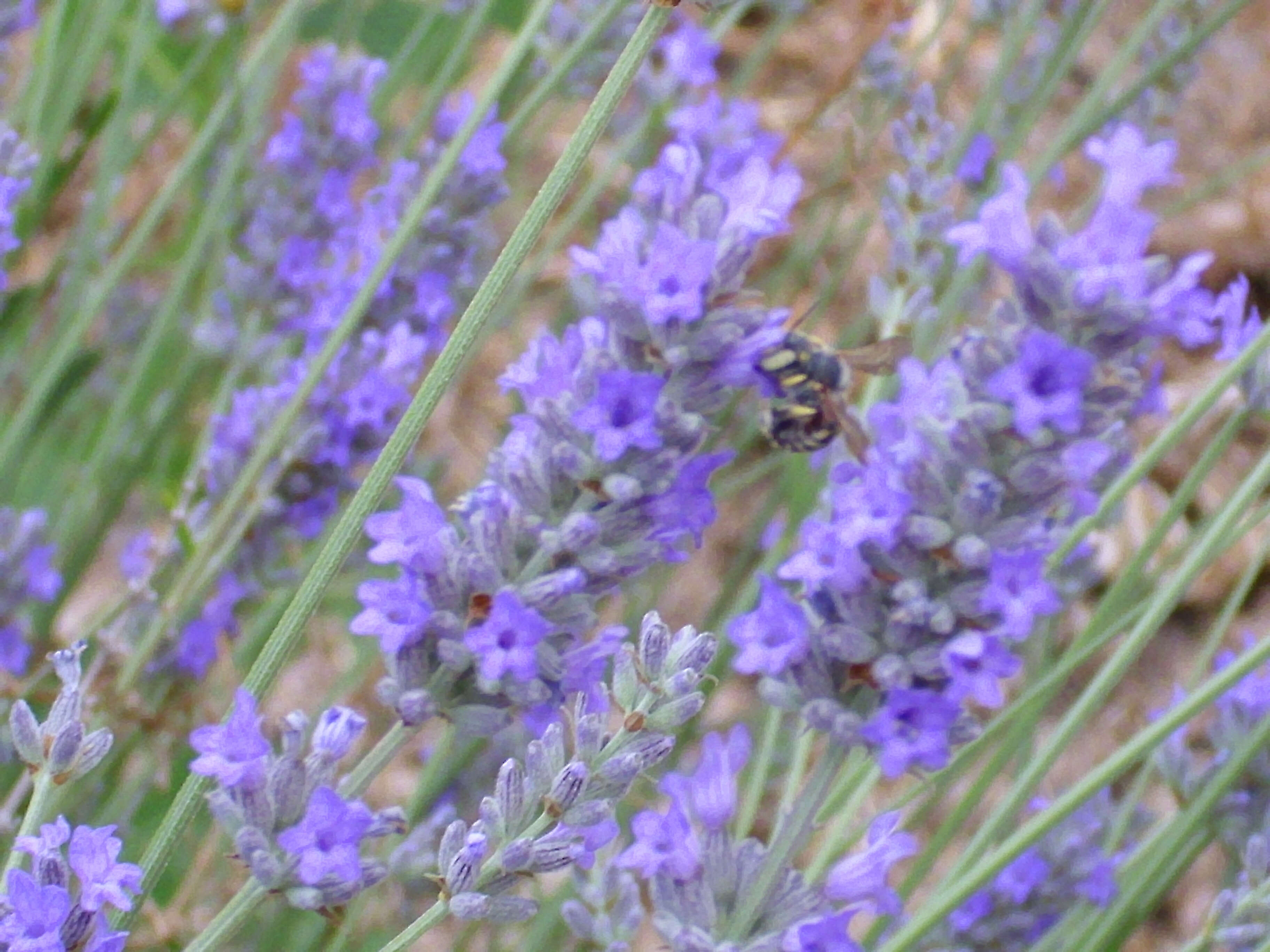 Image of Spike Lavendar