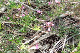 Imagem de Indigofera angustifolia L.