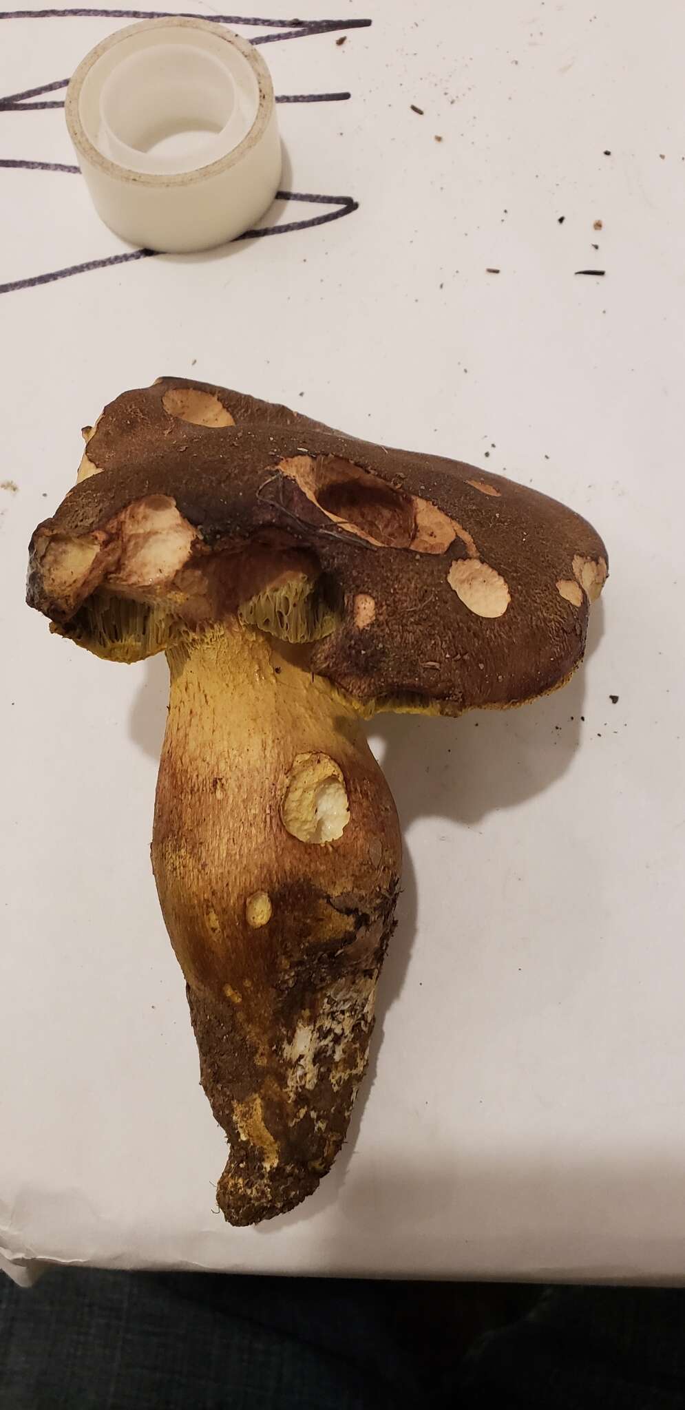 Image of Aureoboletus citriniporus (Halling) Klofac 2010