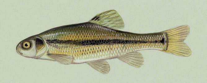 Image of Fathead Minnow