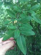 Image de Nothofagus alpina (Poepp. & Endl.) Oerst.