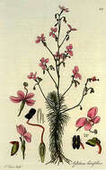 Image of Stylidium laricifolium Rich.