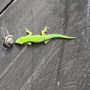 Image of Seychelles Small Day Gecko