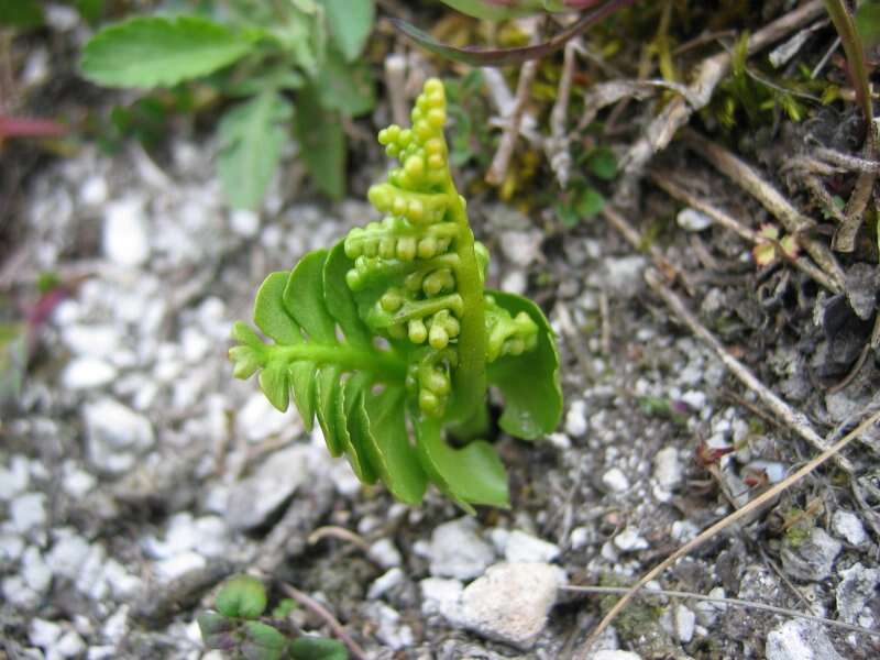 Image of common moonwort