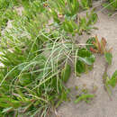 Imagem de Panicum racemosum (P. Beauv.) Spreng.