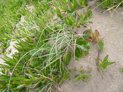 Imagem de Panicum racemosum (P. Beauv.) Spreng.