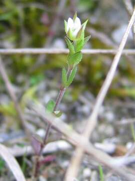 Image of Thyme-leaved Sandwort