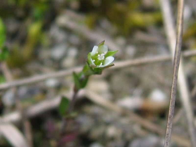 Imagem de Arenaria serpyllifolia L.