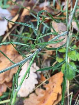 Scabiosa triandra L.的圖片