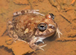 Image of Peters' four-eyed frog