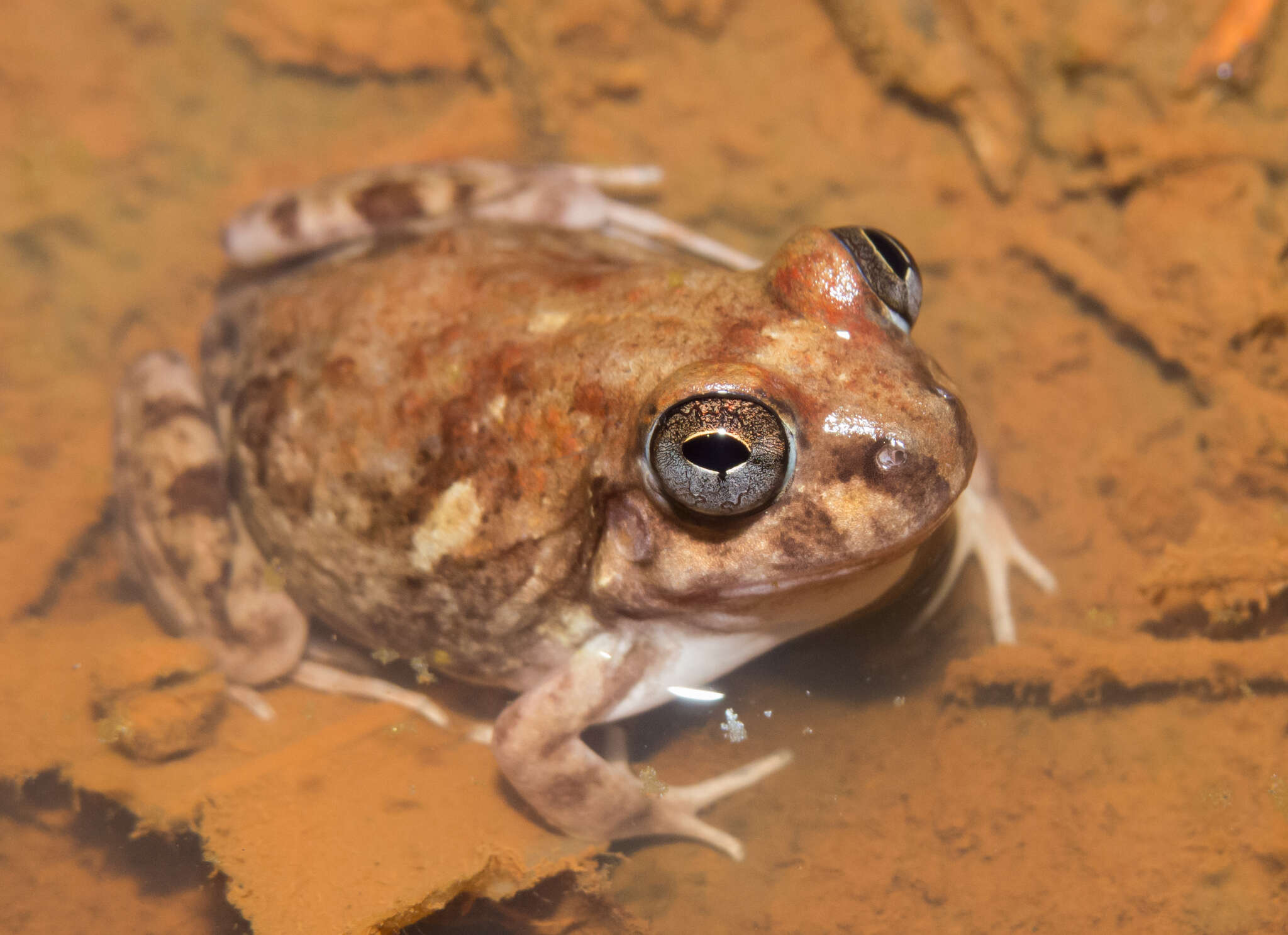 Image of Peters' four-eyed frog