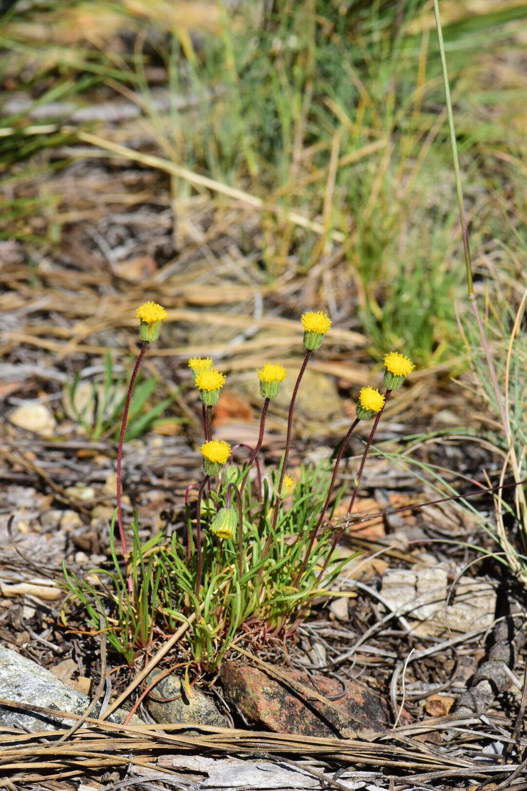 Image de Erigeron bloomeri A. Gray