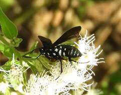 Image of Horama plumipes Drury 1773