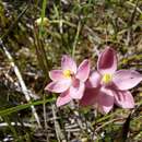 Image of Red sun orchid