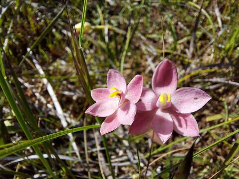 صورة Thelymitra macmillanii F. Muell.