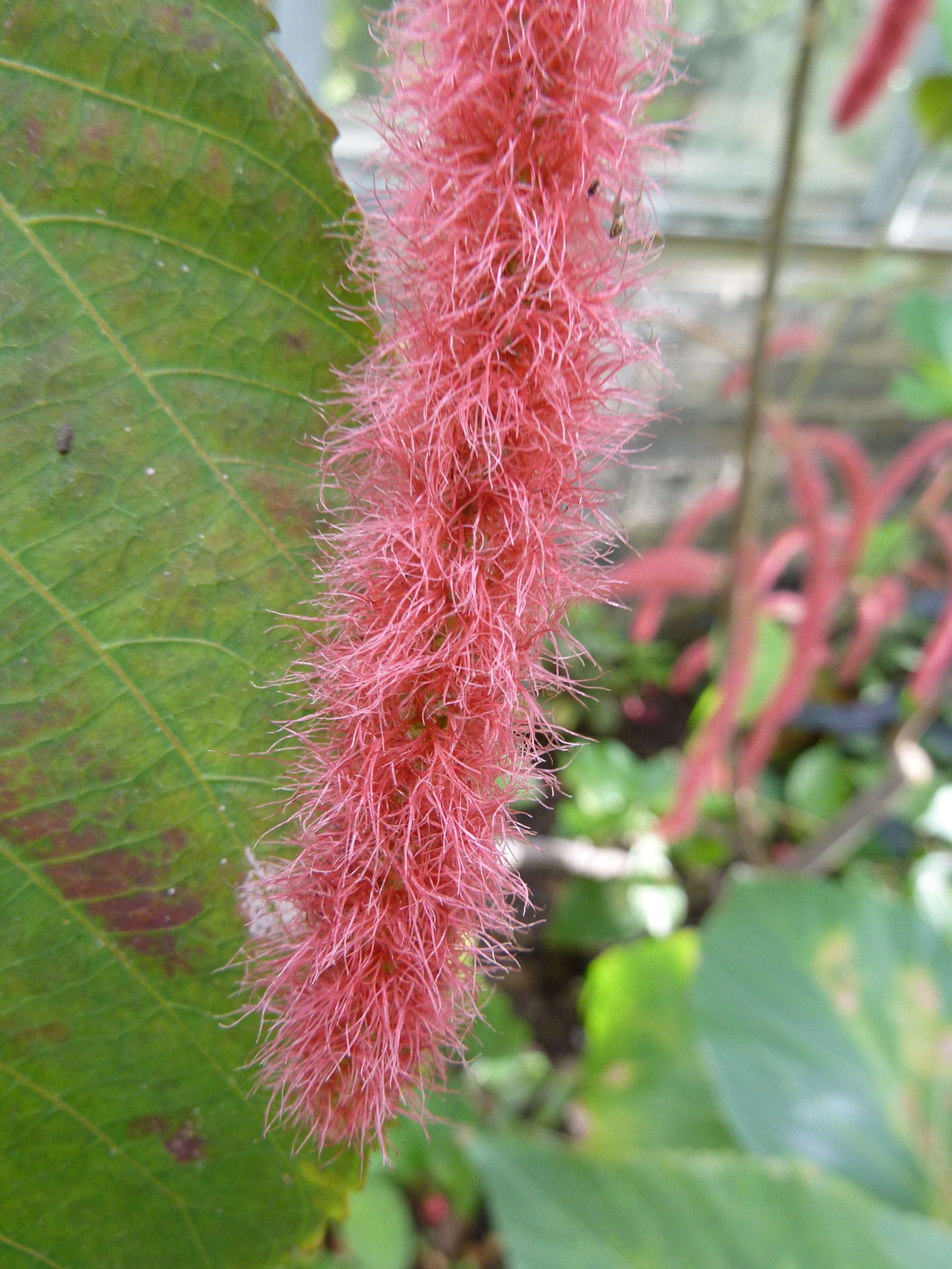 Imagem de Acalypha hispida Burm. fil.