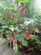 Imagem de Acalypha hispida Burm. fil.