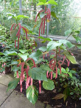 Imagem de Acalypha hispida Burm. fil.