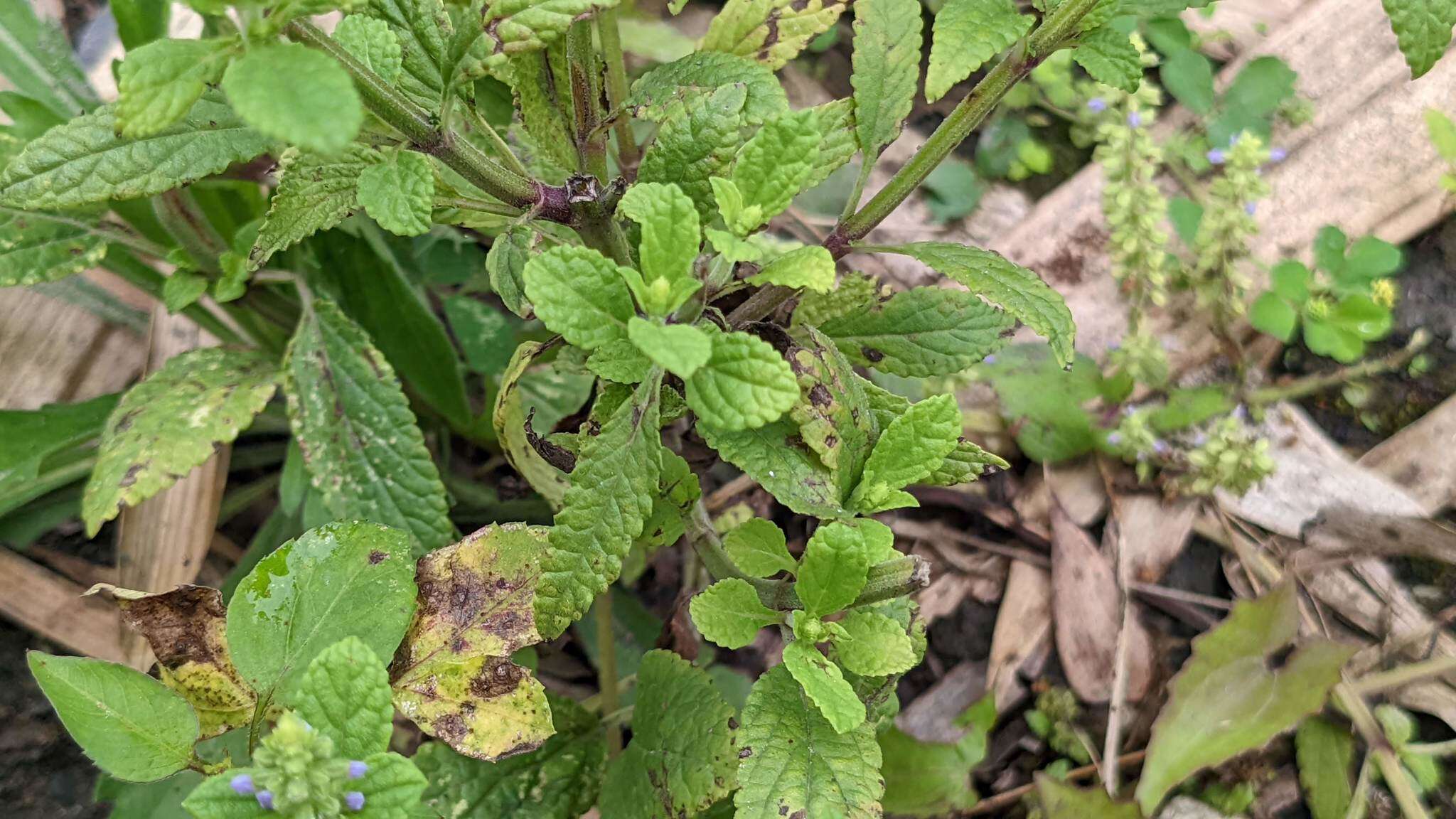 Image de Salvia plebeia R. Br.