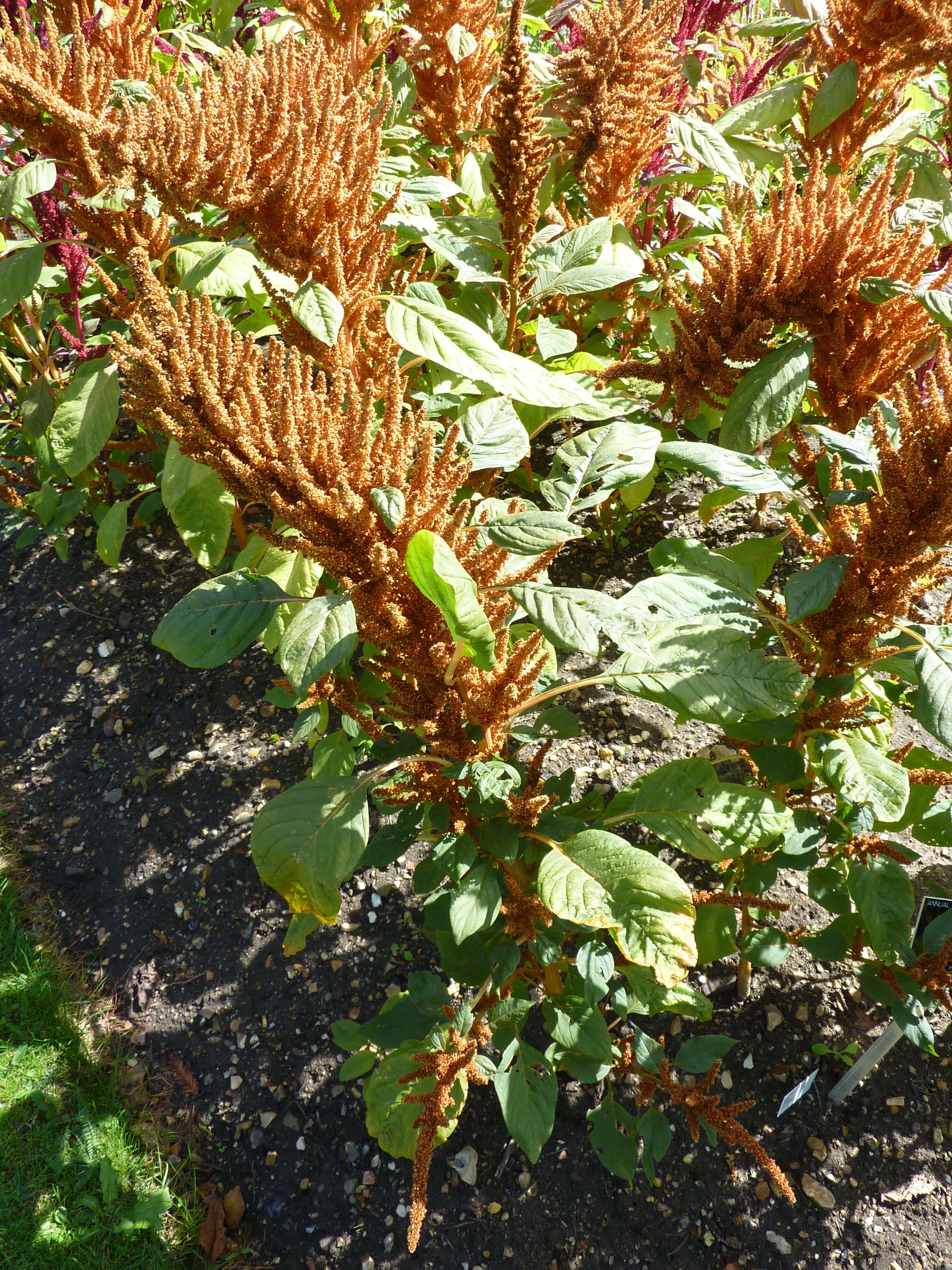 Image of Prince-of-Wales feather