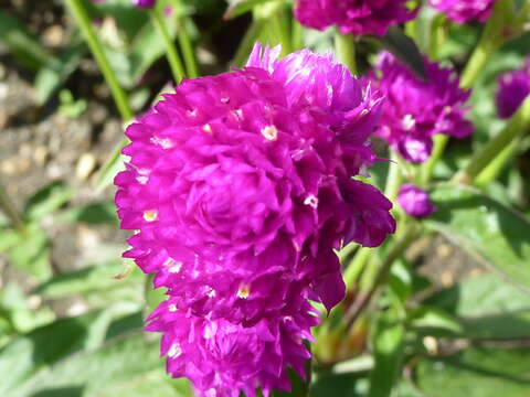 Imagem de Gomphrena globosa L.