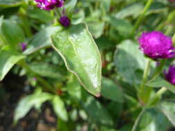 Image of Globe Amaranth