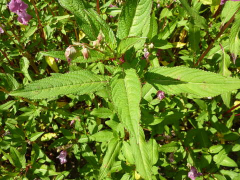 Image of Himalayan balsam