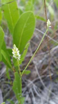 Image of Coastal-Plain Milkwort