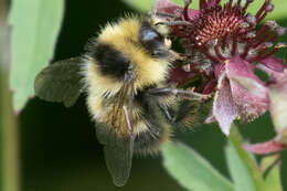 Image of Frigid Bumble Bee