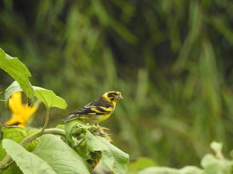 Image of Yellow-breasted Greenfinch