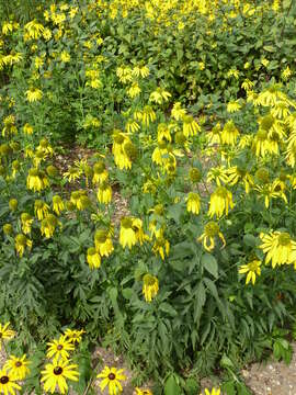 Image of cutleaf coneflower