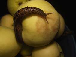 Image of Limax Linnaeus 1758