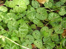 Image of Aristolochia fimbriata Cham.