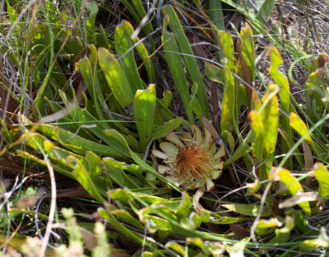 Imagem de Protea scabra R. Br.