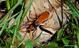 صورة Cryptocheilus australis (Guérin 1830)