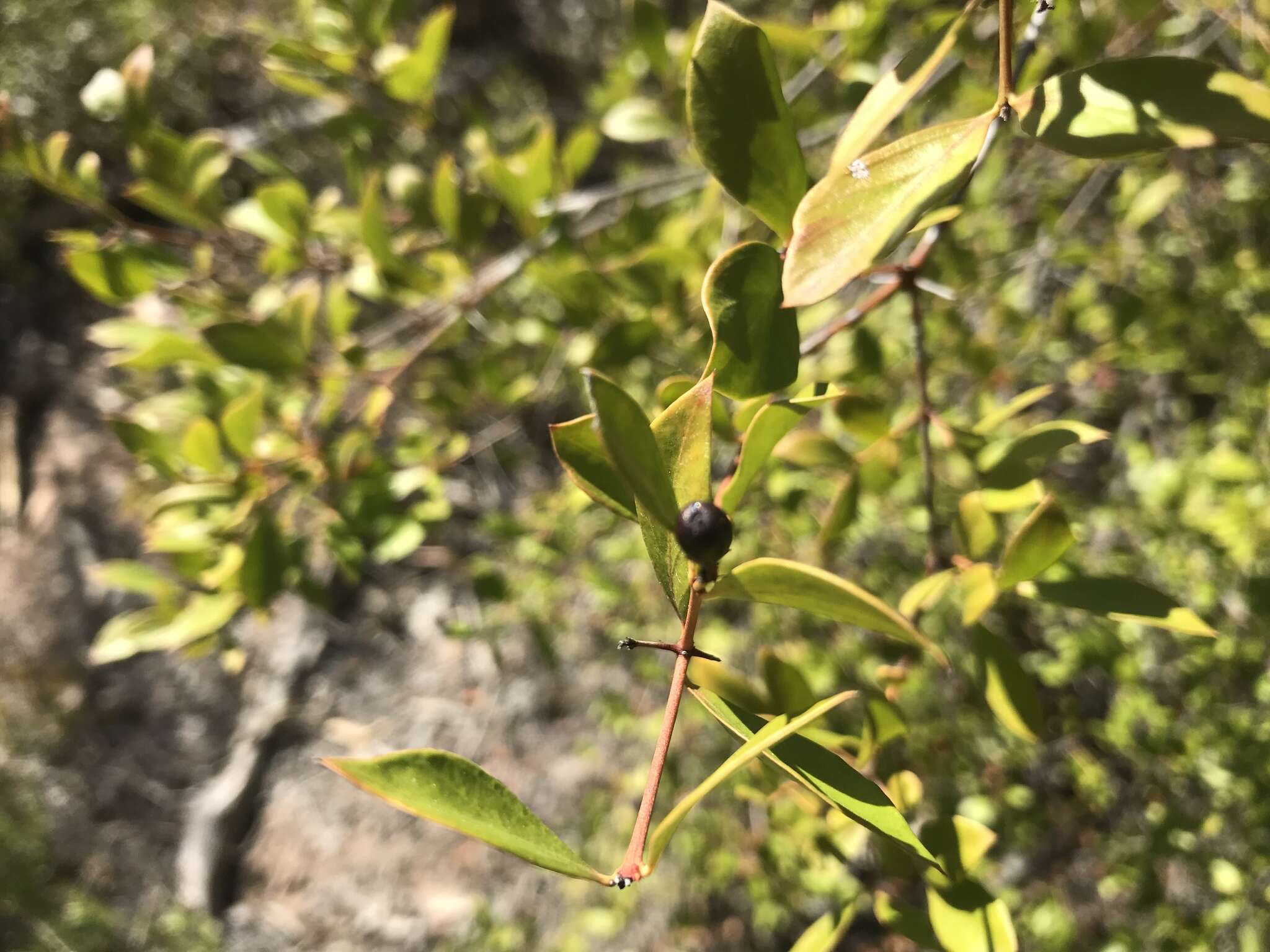 Image of Carissa ovata R. Br.