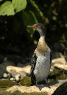 Image of Long-tailed Cormorant