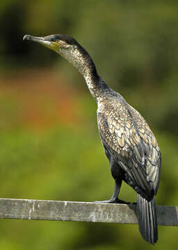 Image of White-breasted Cormorant