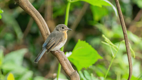 Image of Indochinese Blue Flycatcher