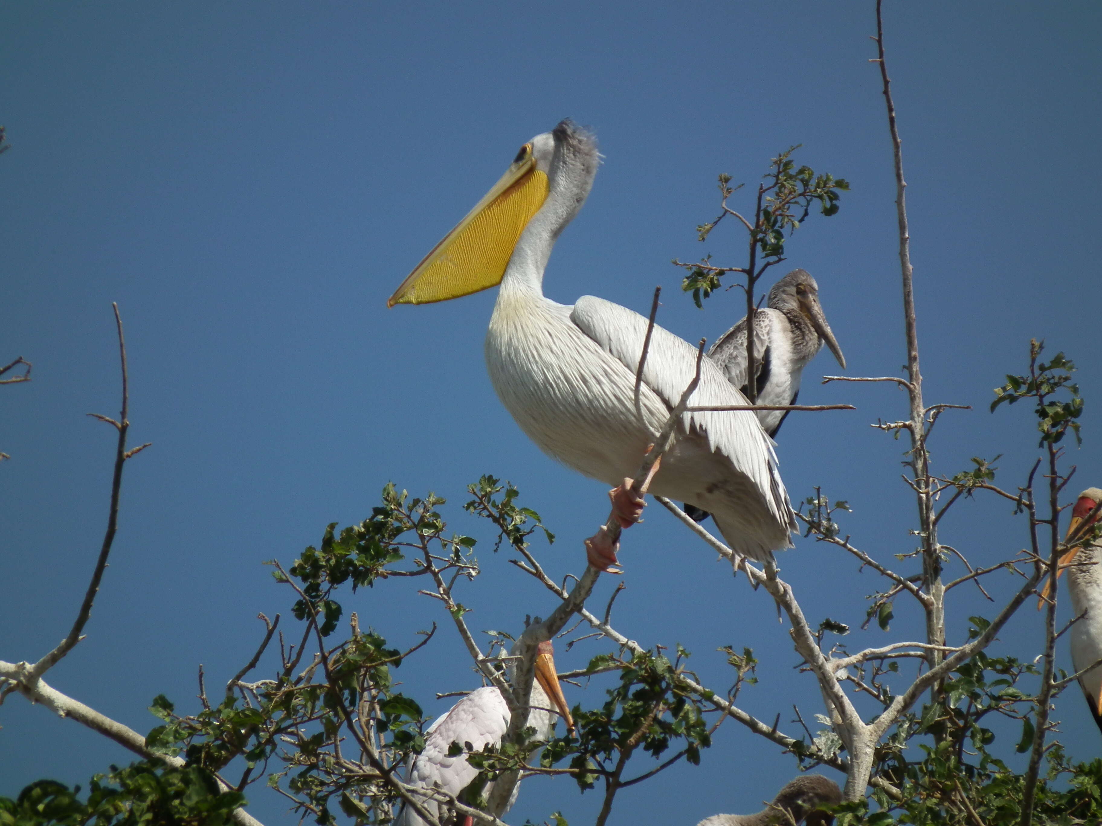 Image of Pink-backed Pelican